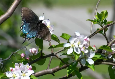 Красочные бабочки на разнообразных изображениях весны с возможностью выбора формата для загрузки и размера
