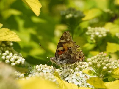 Впечатляющие картинки разнообразных весенних бабочек с вариантами размеров и формата изображений для скачивания