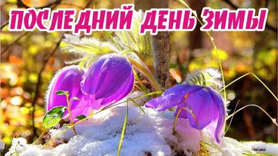 Весенние картинки прикольные: красота природы в полном расцвете!