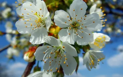 [82+] Весенние картинки весна фото