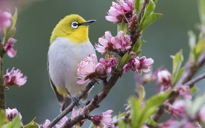 Уникальные снимки весенних птиц