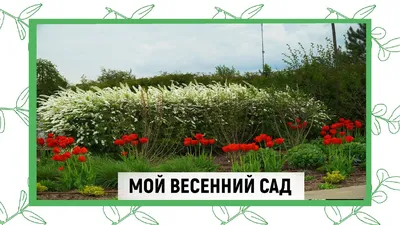 Весенний сад в объективе: уникальные моменты природы