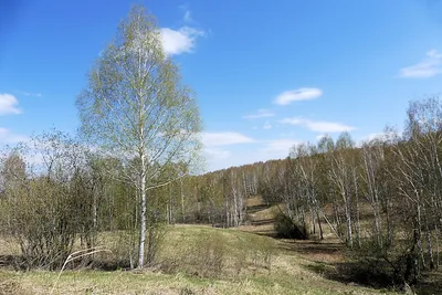 Фотки прекрасных цветочных композиций в лесу