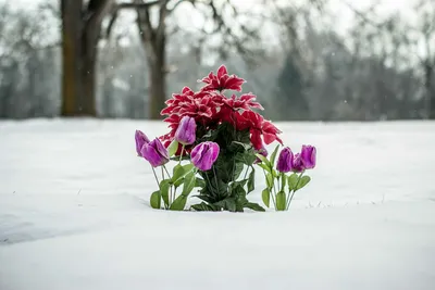 Новые впечатления: снег под весенними цветами на фото в хорошем качестве.