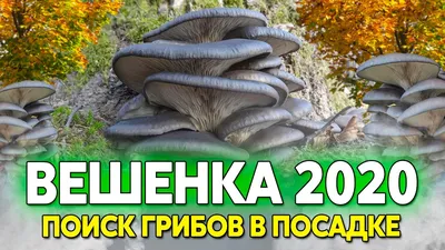 Обои на телефон с вешенками на дереве: создайте стильный фон для вашего смартфона