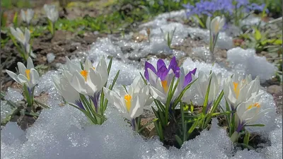 Весна апрель картинки фотографии