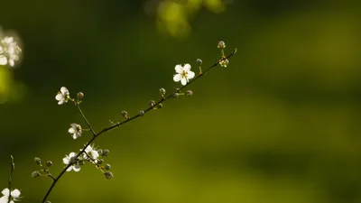 Фото весны в HD качестве