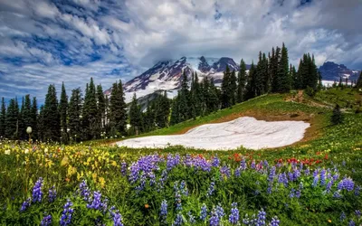 Фото весны для заставки: красивые и яркие фотографии