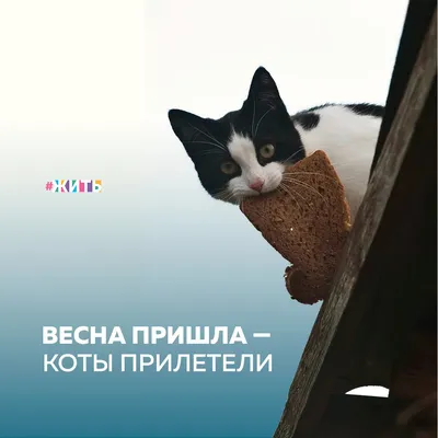 Удивительные фото котов весной