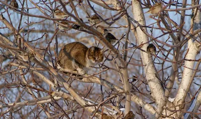 Фотографии котов весной: моменты счастья и игры