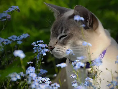 Весенние коты: нежность и игривость на фото