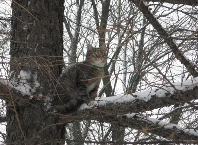 Фотографии котов весной: моменты счастья и игры