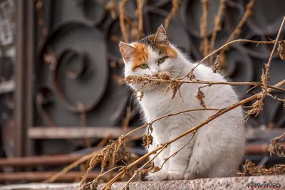 Фото весенних котов: бесплатное скачивание