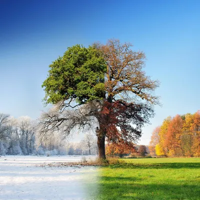 Загрузите великолепные зимние фотографии в любом формате