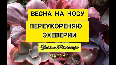 Новые фото весны: Скачать бесплатно в формате JPG, PNG, WebP