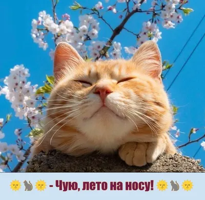 Весенние фотографии, которые радуют глаз