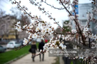 Весна в Крыму: великолепные фотографии природы