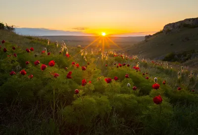 Весенние мгновения в Крыму: вдохновляющие виды