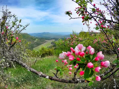 Весенние впечатления из Крыма: великолепные фотографии