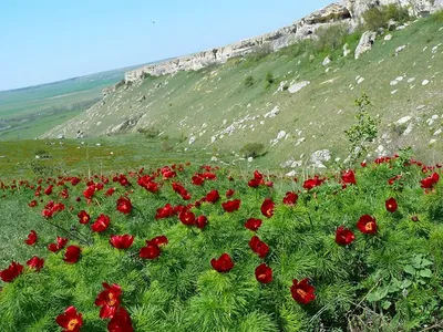 HD фото весны в Крыму - наслаждайтесь высоким качеством