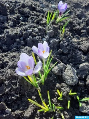 Весенняя атмосфера: фотографии природы