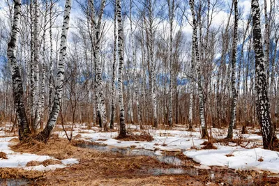 Фото леса с весенним настроением. Скачать: формат JPG, размеры: 800x600, 1920x1080.