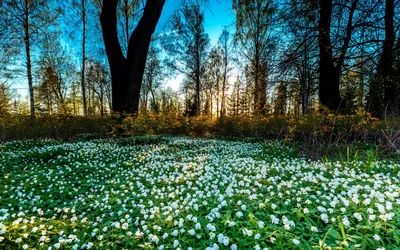 Великолепие природы: захватывающие фотографии весны в лесу