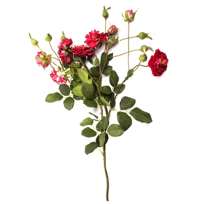 Фото Ветка розы - малый размер, скачать в формате jpg