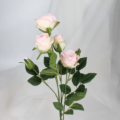 Фотка с чудесной веткой розы - png формат для прозрачного фона