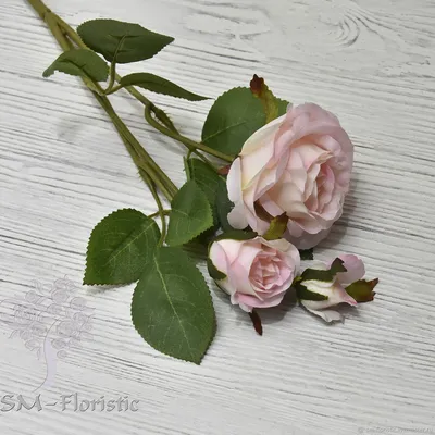 Фотография ветки розы с эффектом размытия