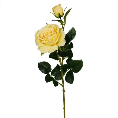 Прекрасная картинка с веткой розы