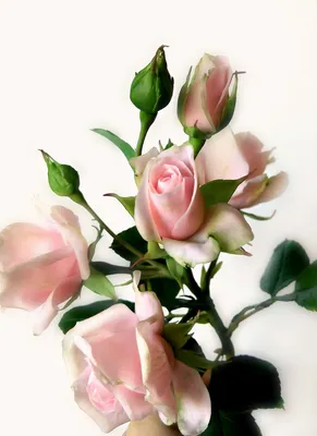 Фотка с веткой розы на фоне заката - выберите размер и формат