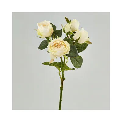 Фото ветки розы в архивном качестве