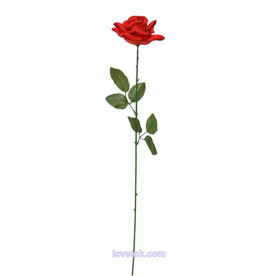 Фотография растущей ветки розы в идеальном разрешении