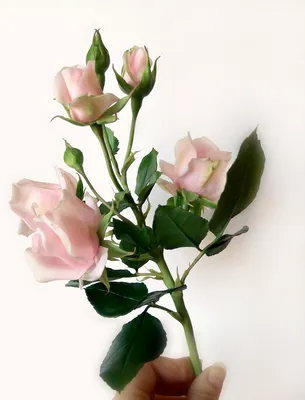 Уникальная фотография ветки розы - скачайте в jpg формате