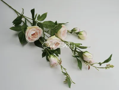 Прекрасное фото ветки розы в черно-белом стиле