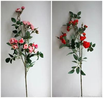 Ветка розы на фото - выберите оптимальный размер