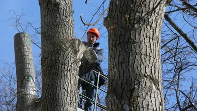 Захватывающие виды на ветви деревьев