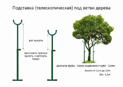 Фото деревьев в HD качестве для скачивания бесплатно