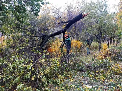 Разнообразие обоев с изображением веток деревьев