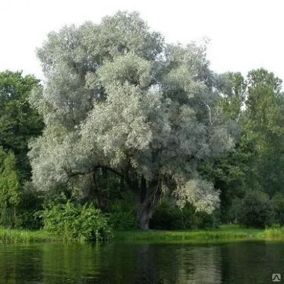 Живописные виды Ветла дерева на бесплатных фото