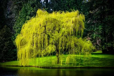 Ветла дерево: впечатляющие фотографии с возможностью скачать бесплатно в разных форматах.