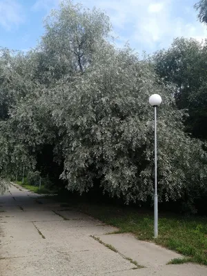 Ветловое дерево – картина природы на вашем маке