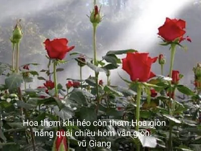 Вьетнамская роза болезнь: красивая фотография с возможностью выбора формата