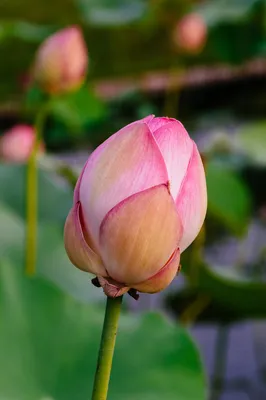Вьетнамская роза болезнь: уникальное изображение с возможностью выбора формата