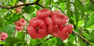 Фото розы Вьетнамская роза болезнь: доступные варианты скачивания в png