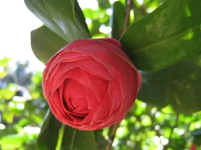 Фотография розы Вьетнамская роза болезнь в нескольких вариантах