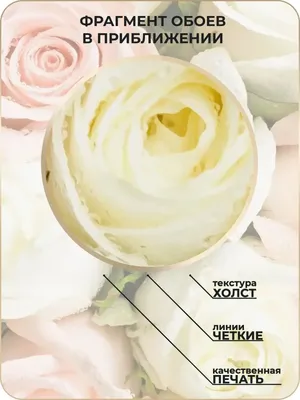 Вьетнамская роза болезнь: уникальное фото с выбором формата изображения