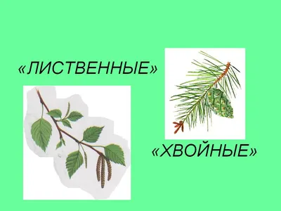 Бесплатные картинки веточки лиственного дерева: Насладитесь качеством в полном HD разрешении