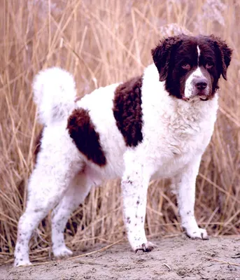 Веттерхун: порода собак во всей красе